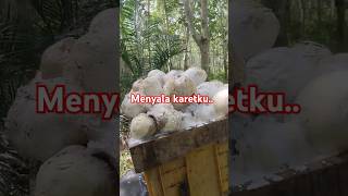 Menyala petani karet petanikaret pertaniankaret kebunkaret menyala viralvideo [upl. by Yerffe]