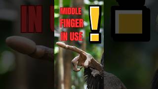 AyeAye’s Creepy Middle Finger Hack for Finding Food 🖤🦴 WildlifeFacts [upl. by Reel]