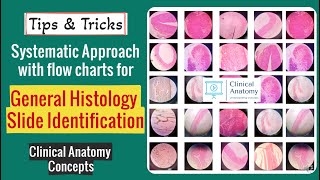 General Histology Slide Identification Tips amp Tricks I Histology Spotters I CCAnatomy [upl. by Price]