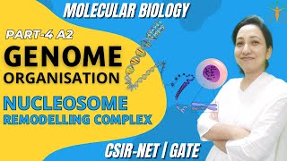 Genome Organization Part 4 A2  Nucleosome Remodeling Complex  CSIR NET Life Sciences [upl. by Anerac]