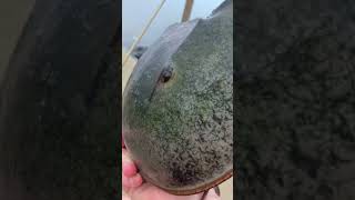 Quick horseshoe crab educational video Check desc for more facts cuz this vid is rushed [upl. by Chlori]