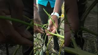 plucked cluster beans for vegetable nature farming clusterbeans shorts [upl. by Ellerihs565]