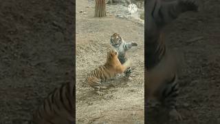 🐯Siberian tiger VS Siberian tiger🐯 [upl. by Goddart]