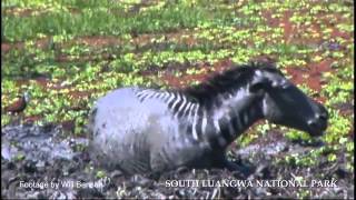 Zebra escape 3 crocodiles in the Luangwa [upl. by Gerfen737]