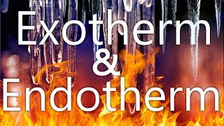 Exotherme und Endotherme Reaktionen  WHChemie Projekt [upl. by Ferree]