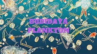 Cara budidaya phytoplankton zooplankton chlorella rotifera dan spirulina di rumah [upl. by Ellis]