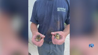 Suffolk firefighters rescue ducklings stuck in storm drain [upl. by Bala]