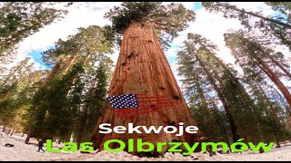 Największe Drzewa na Świecie Gigantyczne Sekwoje  USA  S1Ep17 [upl. by Alegna]