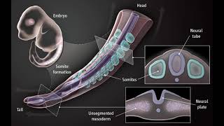 limb embryology [upl. by Eyllom]