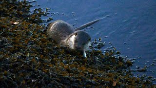 Nutria europeaLontraEurasian otter Lutra lutra alimentándose al anochecer río Lérez [upl. by Vey]