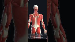 Muscles of Neck And Back Trapezius Rhomboid Infraspinatus Muscle [upl. by Mathi698]