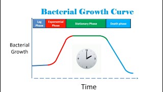 Bacterial Growth Curve [upl. by Cally]