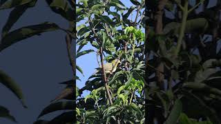 Yellowfooted green pigeon Treron phoenicoptera greenpigeon birds birdspecies 4k [upl. by Nadiya]