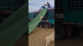 Sheep off loading technology 😱😄😱youtubeshorts shortsviral loading truck [upl. by Nadaha]