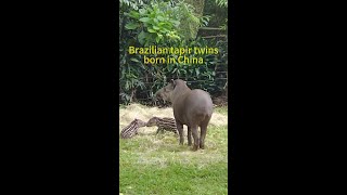 Chinas first successful breeding of Brazilian tapir twins [upl. by Llirpa]