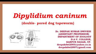 DIPYLIDIUM CANINUM  DISTRIBUTION STRUCTURE LIFE CYCLE PATHOGENICITY DIAGNOSIS TREATMENT [upl. by Brackely]