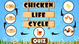 Life Cycle of a Chicken  Quiz for Kids  Stages Facts and FAQs [upl. by Ahtnams566]