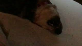 My dog is so flopping goofy fyp funny blueheeler [upl. by Leafar]