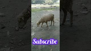 Animal funny video shortsfeed shortvideos trending viralvideo subscribe new foryou animals [upl. by Introc]