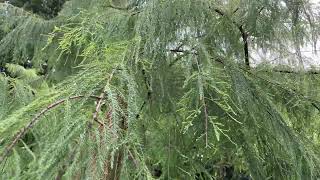 Bald cypress  branches twigs amp leaves  October 2024 [upl. by Oiralednac]