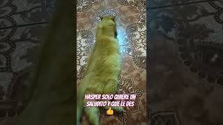 Hasper solo quiere un saludito foryou cat catlover [upl. by Llertnauq]