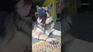 Shinzo transformation trending germanshepherd germansherpherd animaldog petdog germansheherd [upl. by Drarig]