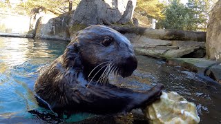 Adorable Sea Otters Shuck And Eat Oysters [upl. by Kirbie106]