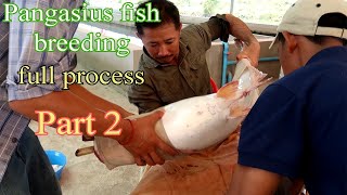 Fish Breeding  Pangasius Fish Breeding Process part 2 [upl. by Lirrehs579]