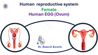 Human reproductive system Female reproduction Human EGG Ovum 8 [upl. by Aniraad145]