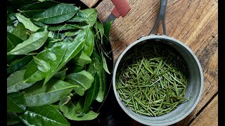 MAKING TEA IN CANADA  INSPIRED BY MUSASHIS MIMASAKA BANCHA [upl. by Roslyn]