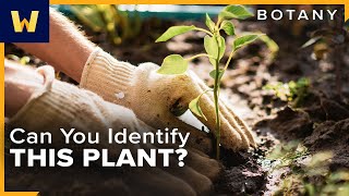 Botany Basics  How to Identify Different Plant Species Around You [upl. by Haneen68]