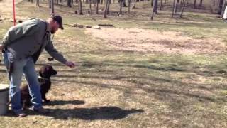 Training Day for Boykin spaniel national field trial [upl. by Noemys]