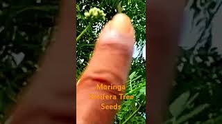 Pods from The Moringa Oleifera Tree zone9 gardening moringatree youtubeshorts seeds [upl. by Slavic]