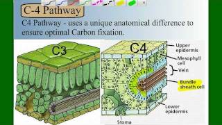 Photosynthesis Part 5 C4 and CAM [upl. by Clynes]