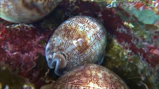 A trio of Cypraea arabica asiatica f gibba [upl. by Lavelle]