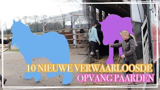 10 VERWAARLOOSDE PAARDEN OPVANGEN  VLOG Paardzoektbaas [upl. by Mota38]