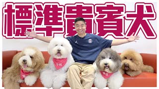 【犬の系列】標準貴賓犬 吃可愛長大的貴婦犬，真實身分其實是水獵高手！Poodle｜熊爸估狗dogtrainer [upl. by Francois]