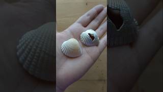 Sandcast a seashell with me sandcasting [upl. by Ainadi]