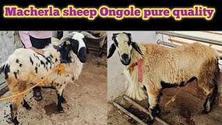 Ghar ke pallewe bakre Macherla pure quality Ongole sheeps Lbhgoat [upl. by Abby]