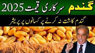 Wheat Sapport Price 2025  Punjab Wheat Price EP42  Gandam Ki Amdaadi Qeemat Next Year  EP42 [upl. by Lrat]