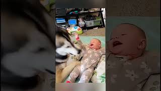 Dogs Being Funny and Cuddly with Babies—Prepare for Heartwarming Overload 🐶👶❤️ [upl. by Marb]