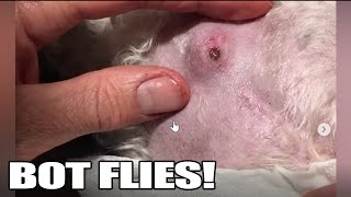 Bot Fly Removal Top 10 Bot Fly Removal of All Time [upl. by Nihi933]