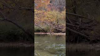 crystal clear ozarkian creek at 420 pm ozarks [upl. by Uliram]