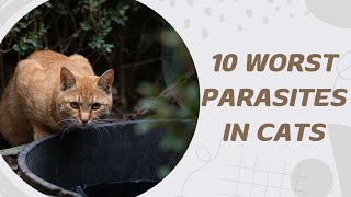 10 Worst Parasites in Cats [upl. by Attenna]