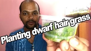 Planting dwarf hairgrass [upl. by Onaireves141]