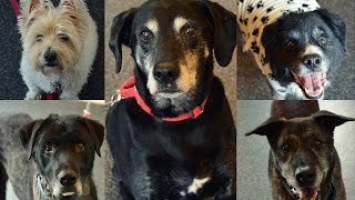 Senior Dogs for Adoption [upl. by Benjie726]