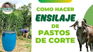 Como hacer ENSILAJE de PASTOS DE CORTE ganaderiacolombiana ganaderoscolombia [upl. by Sirehc712]