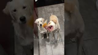 Hungry Dogs Have Cheese Mishap [upl. by Basset]