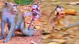 The baby monkey was afraid of being abandoned by mother so he always clung to her and felt insecure [upl. by Chaker571]