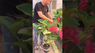 Medinilla plant😍 plant flower naturelover farming agriculture agricultura agrotech food [upl. by Odareg]